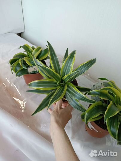 Прикольные Драцены. Комнатные