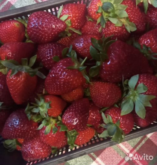 Свежая клубника 5кг
