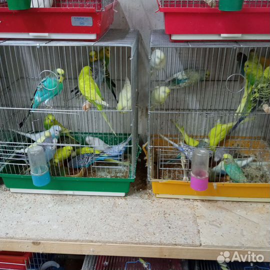 Попугайчики волнистые