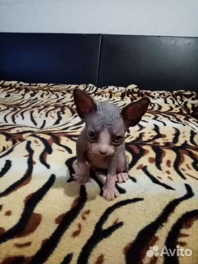 Канадский сфинкс котенок