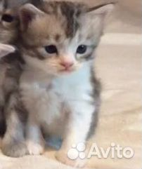 Британская девочка в добрые руки