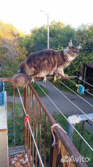 Кот мейн-кун