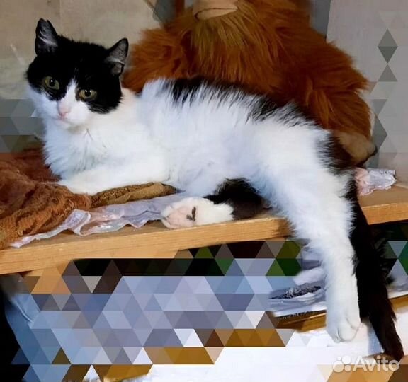 Кошка в добрые руки