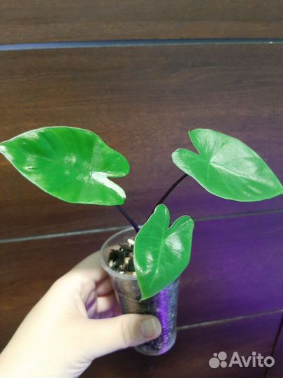 Алоказия Блэк Стем, детка