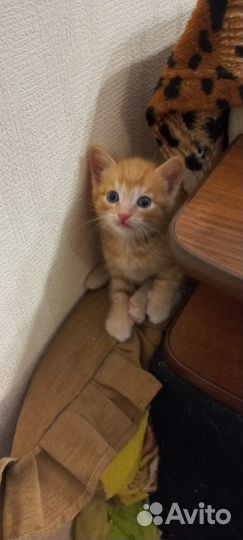 Котята Рыжики