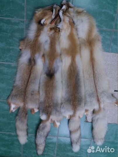 Продаю лисьи шкуры