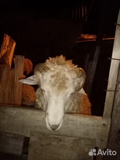 Продам 2 барана и 5 ярок