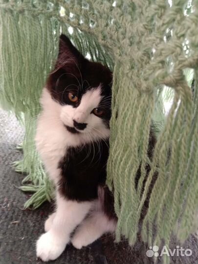 Котята домашние