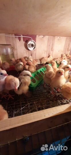 Цыплята, Утята, Индюшата