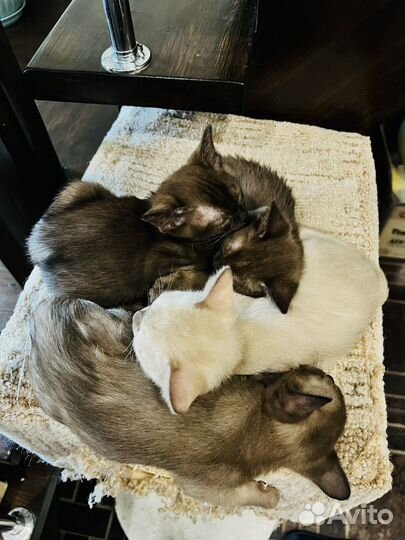 Бурманские котята