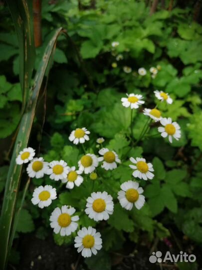 Цветы многолетники