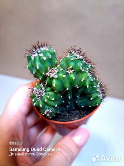 Суккуленты - комнатные растения (29.08)