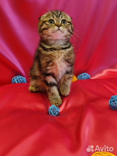 Шотландский золотой котенок