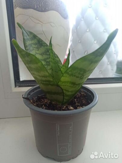 Сансивьерия