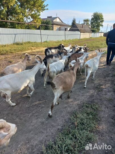 Козлята