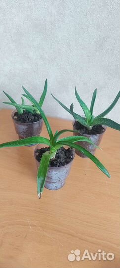 Алоэ лечебный. Цена за стаканчик