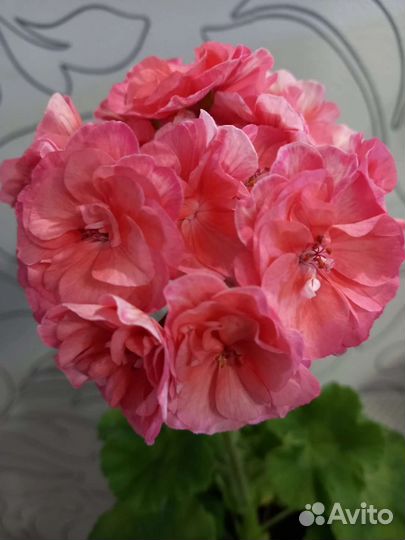 Срртовые пеларгонии (герань)