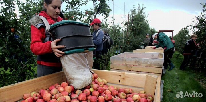 Разнорабочий по сборке яблок с проживанием