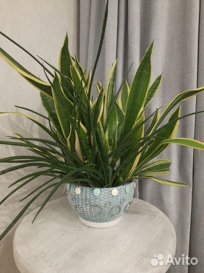 Продам Сансивьеру