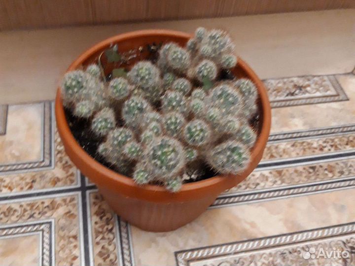 Пеперомия и кактус