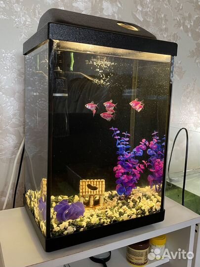 Аквариум на 20 литров