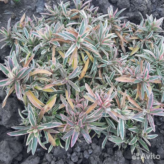 Арабис. Флокс