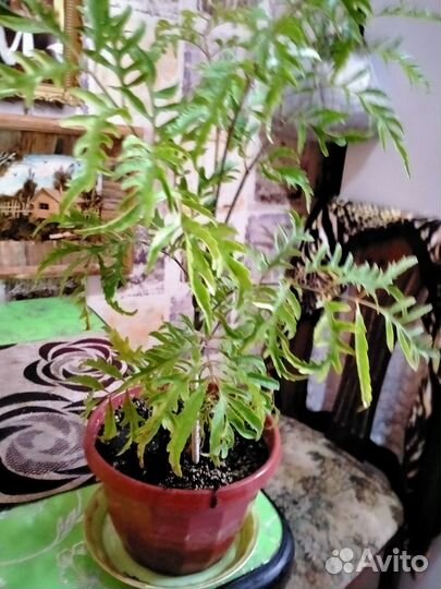 Полисциас кустарниковый