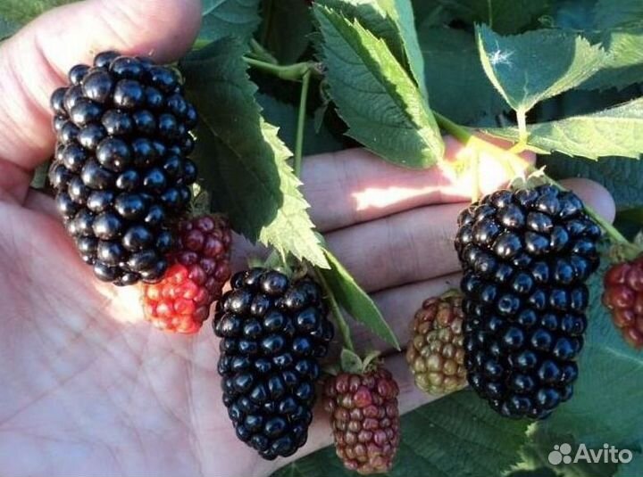 Саженцы ежевики