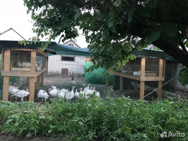 Курятник для кур