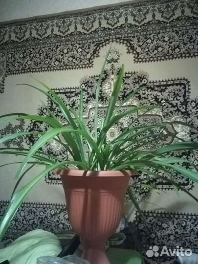 Хлорофитум