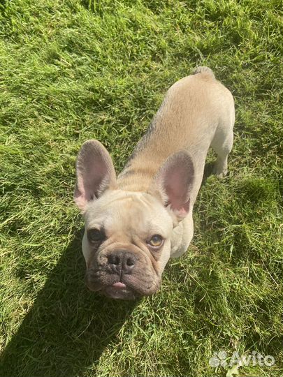 Передержка кошек, собак, грызунов и птиц