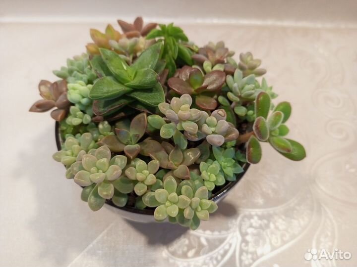 Композиция из суккулентов