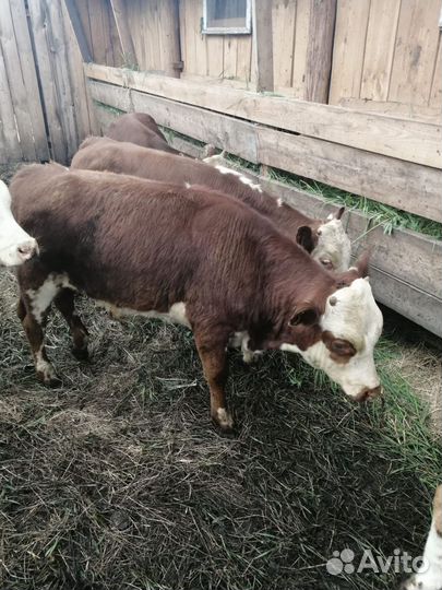 Продаю Бычков