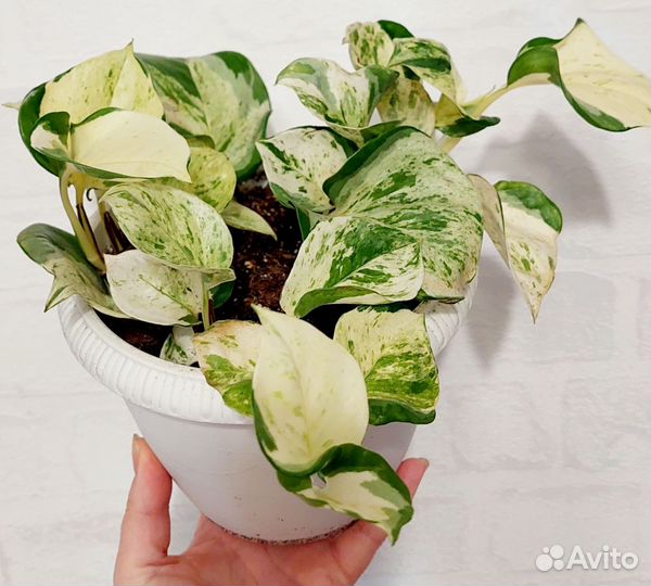 Сциндапсусы и эпипремнумы (разные сорта)