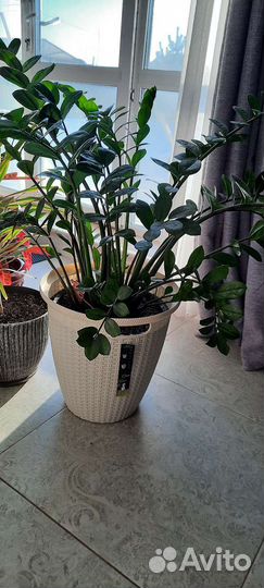 Замиокулькас