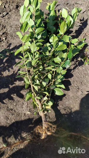 Кизильник блестящий