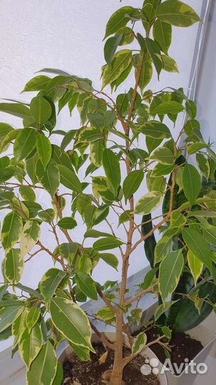 Сциндапсус, Фикус