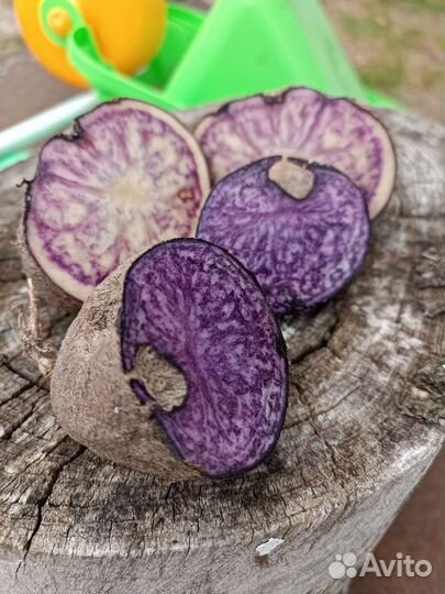 Картофель синий фиолетовый