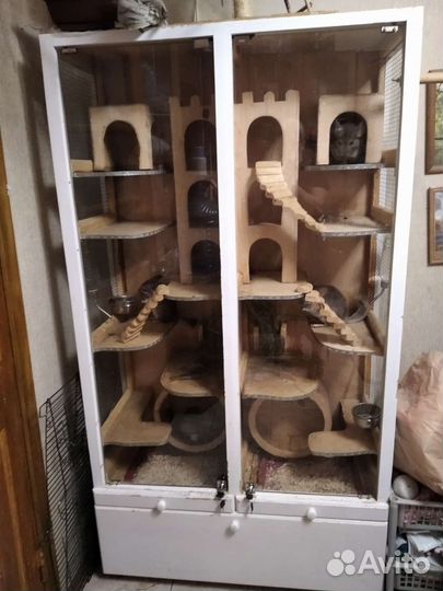 Шиншиллы с витриной