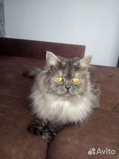 Сибирский кот вязка