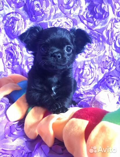 Щенки чихуахуа