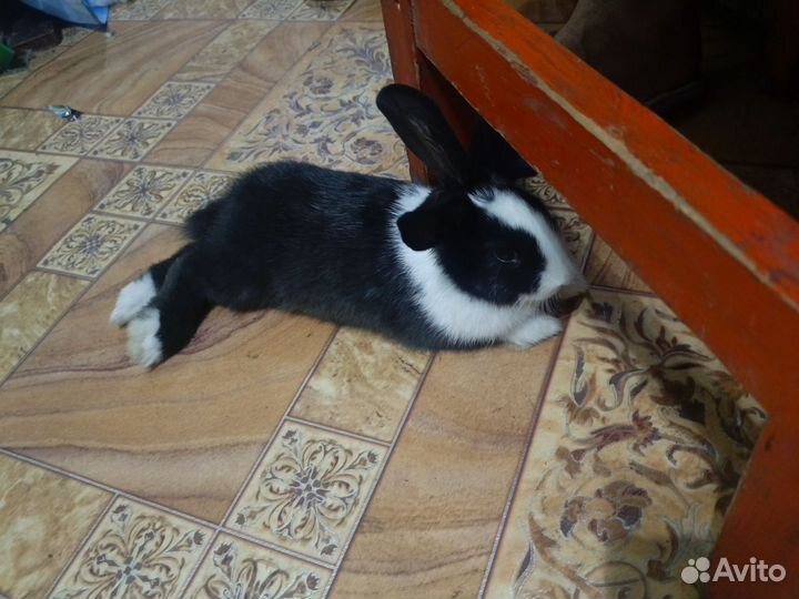 Декоративный кролик