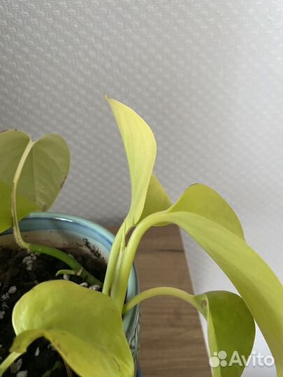 Эпипремнум неон