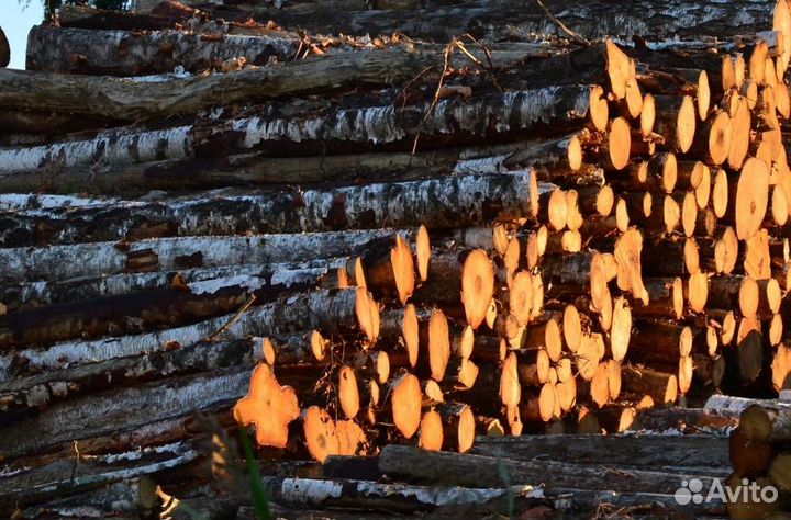 Березовый баланс