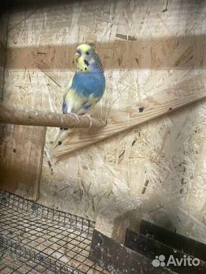 Попугай корелла птенец