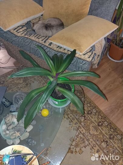 Рэо и Хлорофитум