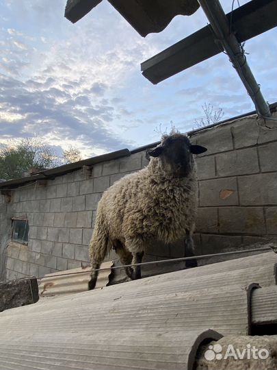 Баран живой