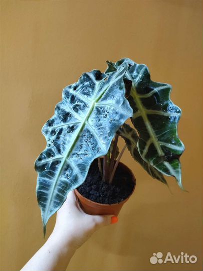 Алоказия Полли / Alocasia Polly