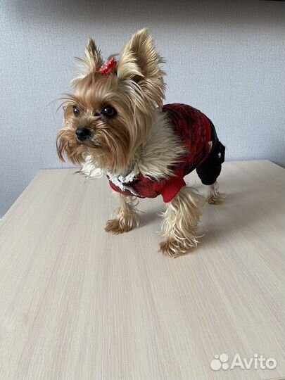 Одежда для собак мелких пород