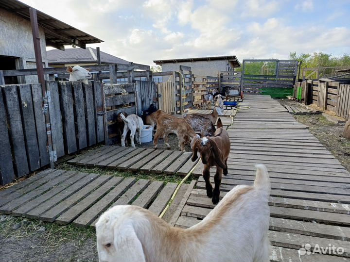 Козлята от дойных коз